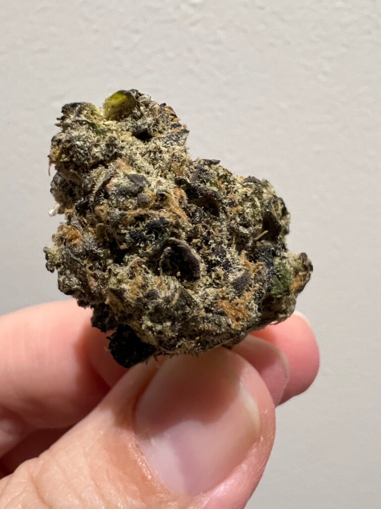 A hand holding a cannabis bud, with green, orange and purple hues.