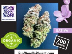 Lilac Diesel Sativa cannabis flower from Buy Weed in Phuket, organic weed delivery service in Phuket, Thailand.