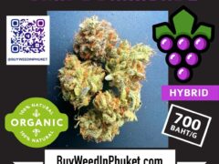 Grape Diamonds cannabis flower from Buy Weed in Phuket, Phuket, Thailand, hybrid strain, 700 baht/g.