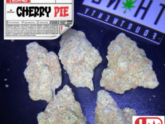 STONERTHING's Cherry Pie cannabis flower in Rangsit U / Donmueang, Bangkok. Cannabis strain with THC label.