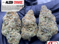 STONERTHING cannabis shop featuring Alien Cookie strain, Rangsit U / Donmueang, Thailand. THC warning label on display.