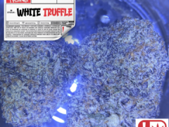 Close-up of White Truffle cannabis flower from STONERTHING. THC product, not safe for kids or pets.