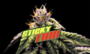Bud of cannabis with orange hairs, green leaves, and "Sticky Thai" logo.