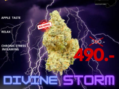 Milkyway.bkk, Divine Storm cannabis flower promotion, Bangkok, Thailand.