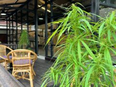 Cannabis plant at Cannabis Kingdom dispensary near Choeng Mon Beach, Koh Samui, Thailand.