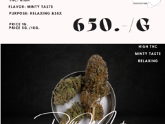 Milkyway.bkk, cannabis flower strain Puff Mint, high THC, minty taste, relaxing, Bangkok, Thailand.