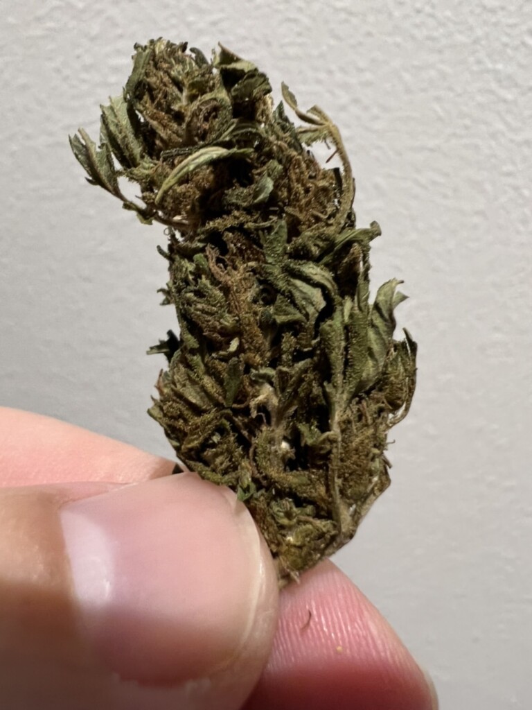 Hand holding a cannabis bud with visible leaves and trichomes, against a light gray background.