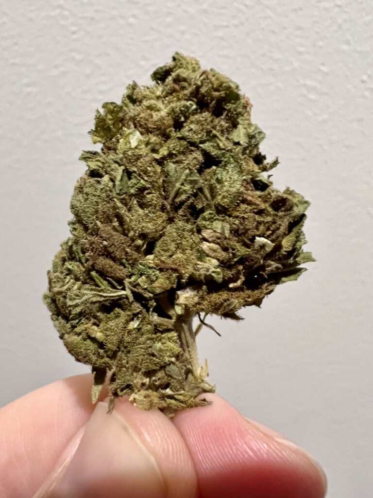 A hand holding a dried cannabis bud with visible trichomes against a white background.