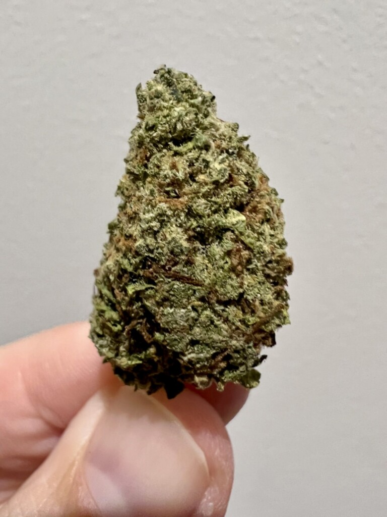 A hand holding a green cannabis bud with visible trichomes and brown hairs, against a plain white background.