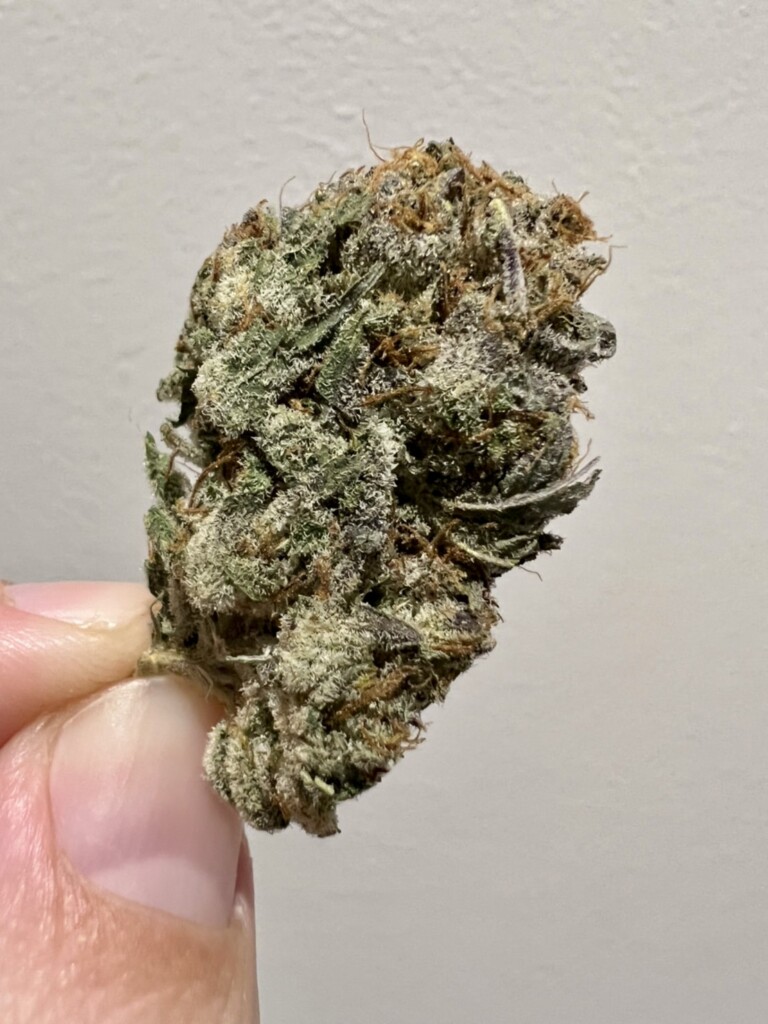 A hand holding a cannabis bud, which has a mix of green, brown, and purple colors, and is covered in a light, powdery substance.