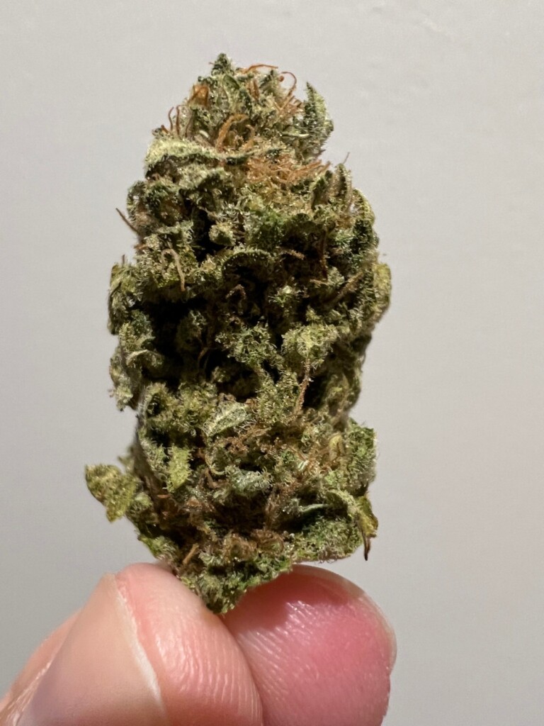 A green and brown cannabis bud held between fingers, against a light gray background.