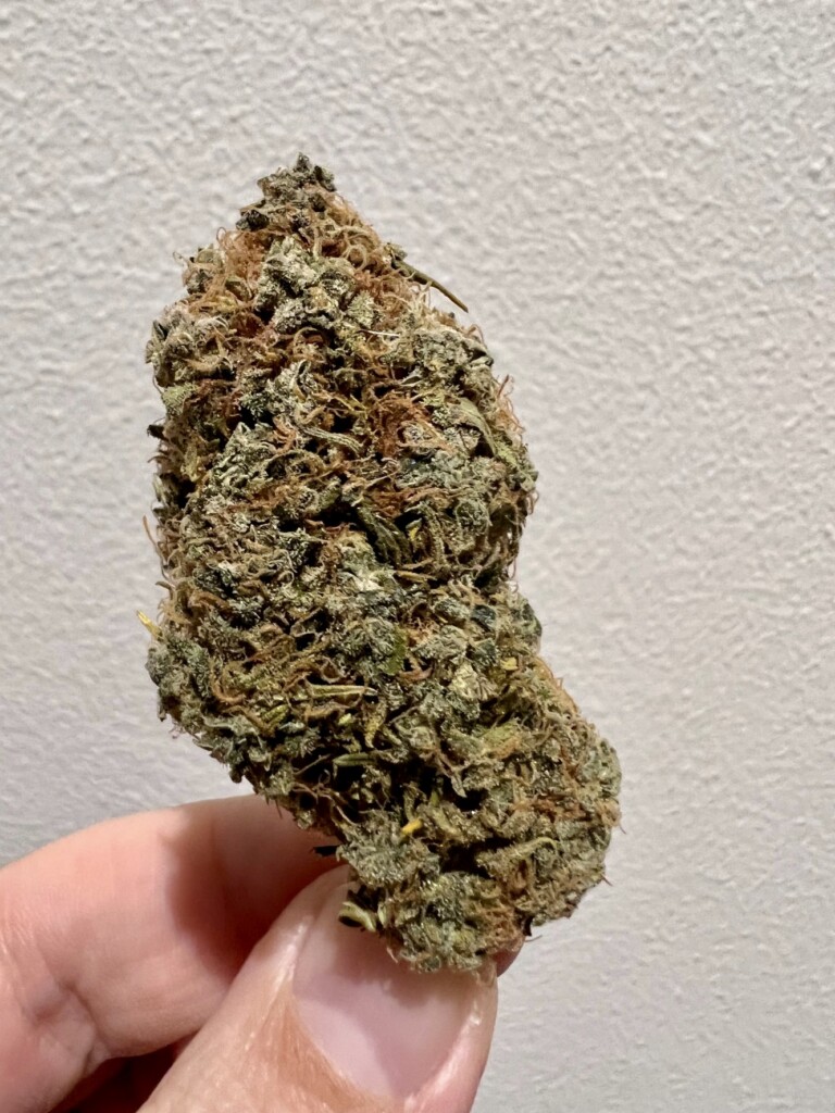 A hand holding a dense, green and brown cannabis bud against a white textured background.