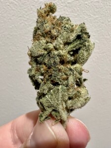 A hand holding a bud of cannabis with dense green, brown and white trichomes.
