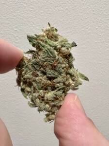 A hand holding a cannabis bud, showing green and brown trichomes.