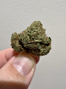 Hand holding a cannabis bud, the green and brown bud has trichomes visible.