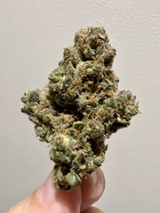 A hand holding a dense, green and brown cannabis bud against a white background.