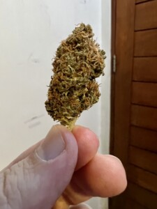 A hand holding a dense, brown and green cannabis bud against a white wall and a wooden door.