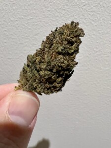 A hand holding a dark green and brown cannabis bud against a white textured wall.