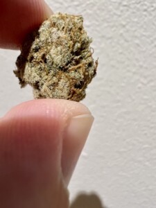 A hand holding a cannabis bud against a white background.