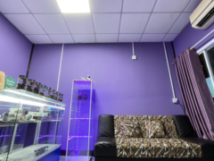 SIAM HIGH WEED dispensary interior, Khon Kaen, Thailand. Cannabis flower and smoking accessories on display. Purple walls.