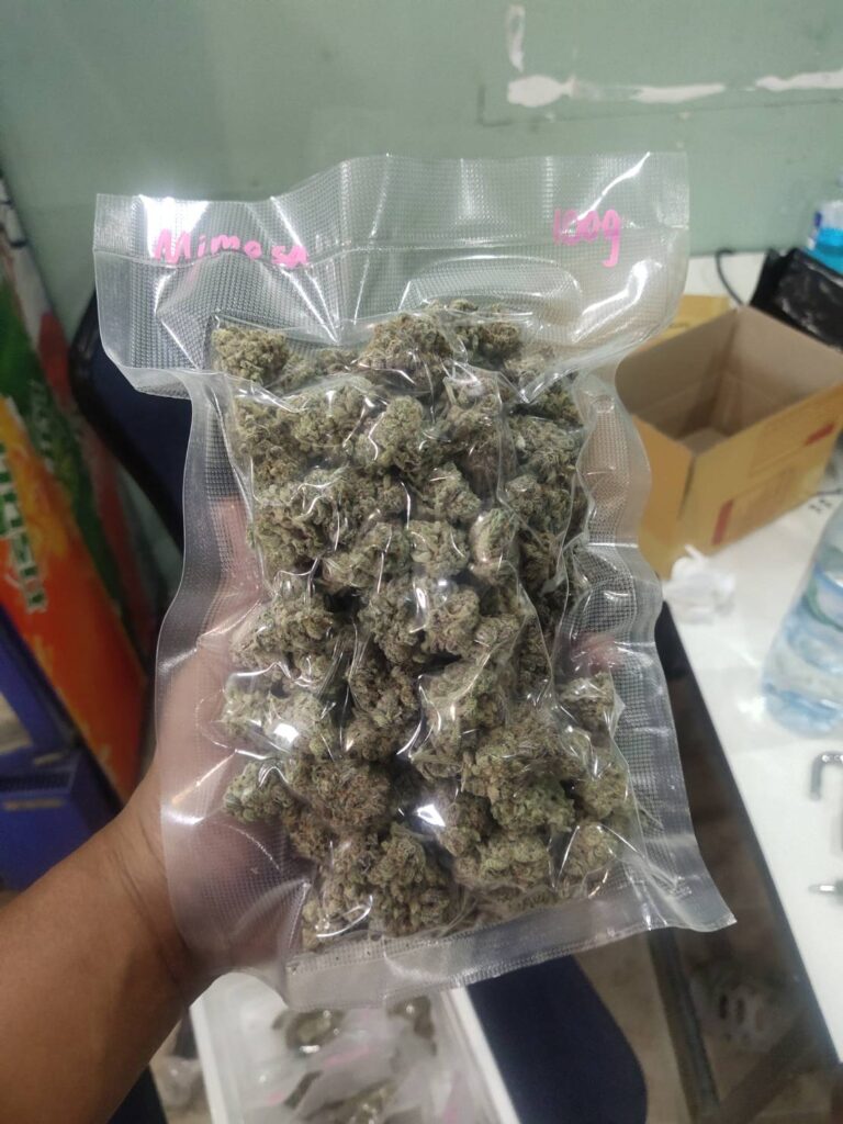A hand holding a clear vacuum-sealed bag filled with dense, green cannabis buds; the bag is labeled 