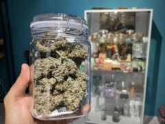 Hand holding a jar of cannabis flower, inside PJB Weed Aholic in Chiang Mai, Thailand.