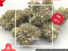 Close-up of Mimosa EXO cannabis flower, 27% THC, Hybrid, from Harweed Moon Online Shop.