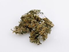Cannabis flower buds on a white background.