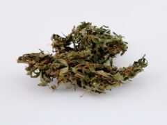 Cannabis flower from GreenCNX, Chiang Mai, Thailand, on white background.