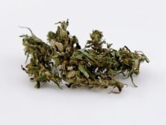 Cannabis flower bud from GreenCNX in Chiang Mai, Thailand, on white background.