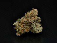 Cannabis flower from GreenCNX, Chiang Mai, Thailand.