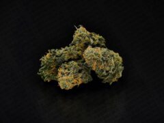 Cannabis flower from GreenCNX, Chiang Mai.