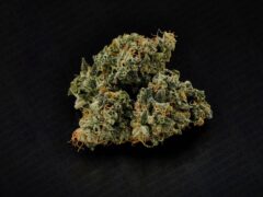 Cannabis flower from GreenCNX, Chiang Mai, Thailand.