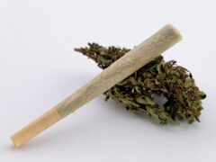 Cannabis flower with a rolled joint, Chiang Mai, Thailand.