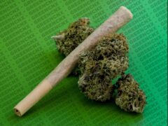 Cannabis flower and pre-rolled joint on green background, GreenCNX, Chiang Mai, Thailand.