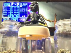 Cannabis flower jars at Sonsamui Cannabis Garden in Fisherman Village, Koh Samui, Thailand.