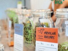 Mabu High cannabis shop in Bang Na, Bangkok, with Mexican Airlines strain display.
