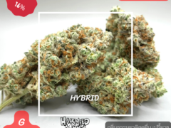 Canatonic hybrid cannabis flower from Harweed Moon, Thailand.