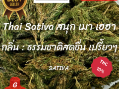 Harweed Moon's Thai Sativa cannabis flower, THC 10%, available from Samut Prakan, Thailand.