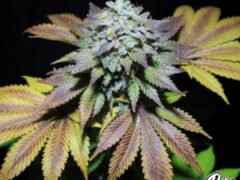 Close-up of cannabis flower, potentially for Pure Instinto Seed Bank genetics.