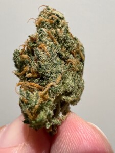 A cannabis bud, held between two fingers, with green and orange trichomes, against a white background.