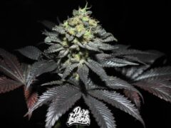 Cannabis plant with leaves and bud, logo for Pure Instinto Seed Bank.