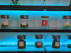 Supermao cannabis flower strains displayed in glass jars, Koh Tao, Thailand. Weed dispensary selection.