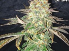Cannabis flower bud close-up, Pure Instinto Seed Bank genetics, weed strain.