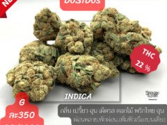 DoSiDos Indica cannabis flower, 22% THC, from Harweed Moon Online Shop, Thailand.