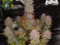 Sticky #4 Gorilla cannabis buds with Pure Instinto logo.