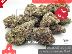 Gelato Punch Indica cannabis flower, 20% THC, from Harweed Moon Online Shop, Samut Prakan, Thailand.