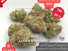 Blue Dream cannabis flower with 20% THC, Sativa dominant, available from Harweed Moon Online Shop, Samut Prakan, Thailand.