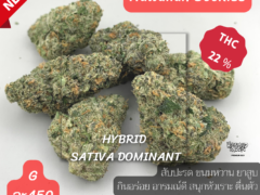 Hawaiian Cookies cannabis flower, 22% THC, hybrid sativa dominant, from Harweed Moon Online Shop in Samut Prakan, Thailand.