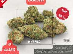 Biscotti cannabis flower, 20% THC, offered by Harweed Moon Online Shop in Samut Prakan, Thailand.